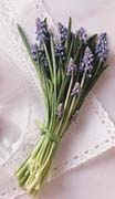 WICCA, Aceites Magicos, aceites y magia