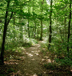 Ritual y Sabbat de Midsummer, Ritual y Sabbat de Litha